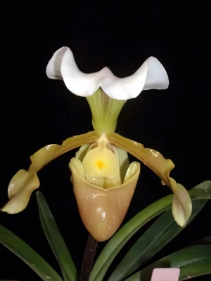 Bild von Paphiopedilum barbigerum 2